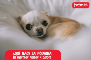 El ruido de la pólvora ¿Qué hace en nuestros perros y gatos?