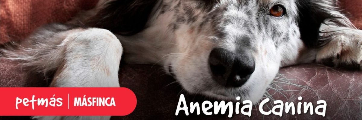 ANEMIA CANINA