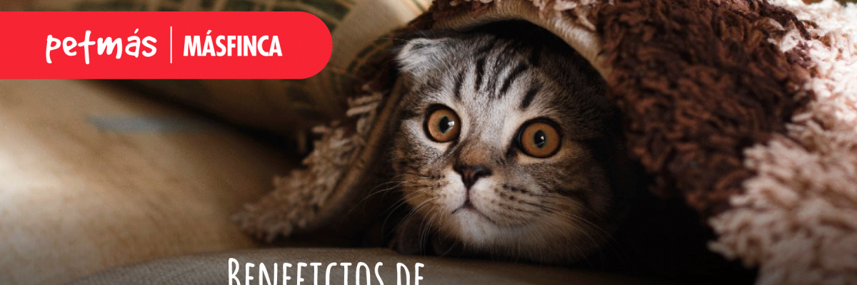 BENEFICIOS-DE-TENER-UN-GATO
