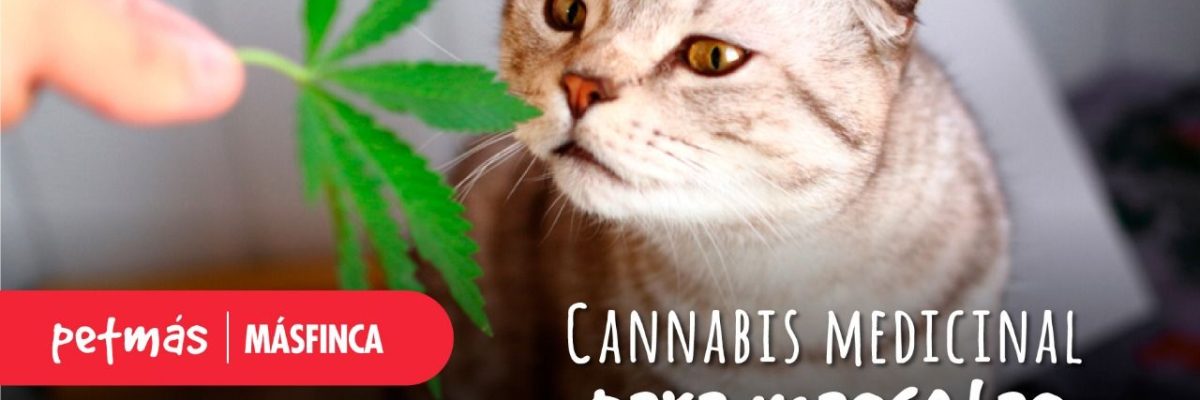 CANNABIS MEDICINAL PARA MASCOTAS