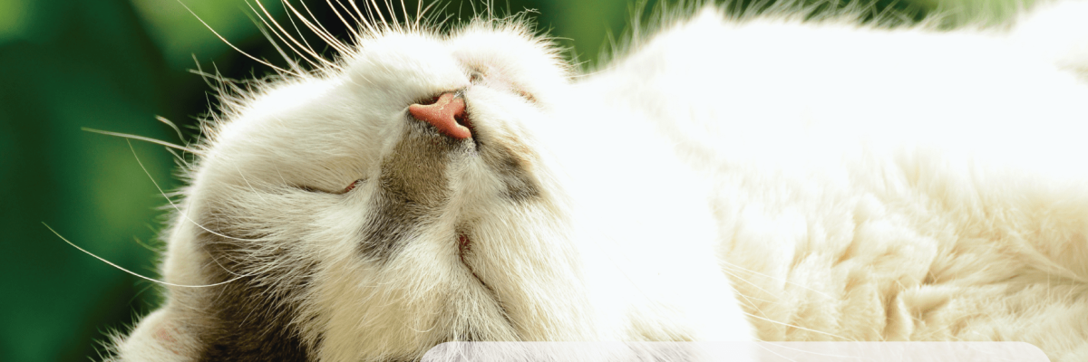 CATNIP-01
