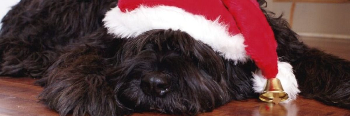 CUIDADOS NAVIDAD