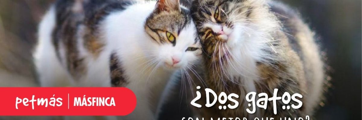 DOS GATOS MEJOR QUE UNO
