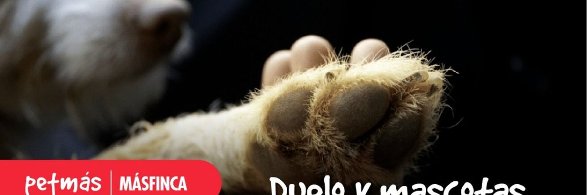 DUELO Y MASCOTAS