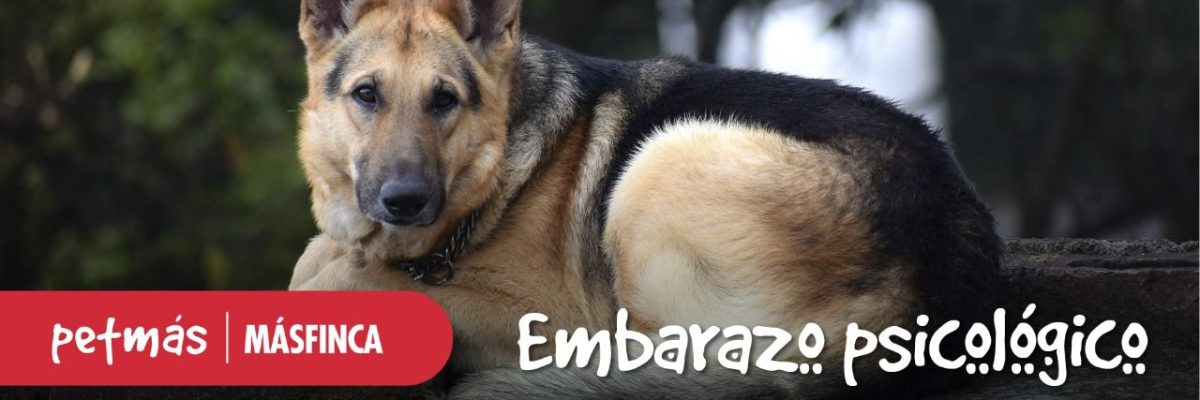 EMBARAZO PSICOLÓGICO EN MASCOTAS