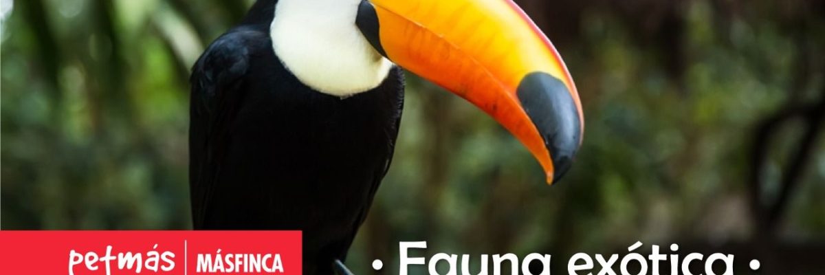 FAUNA EXÓTICA
