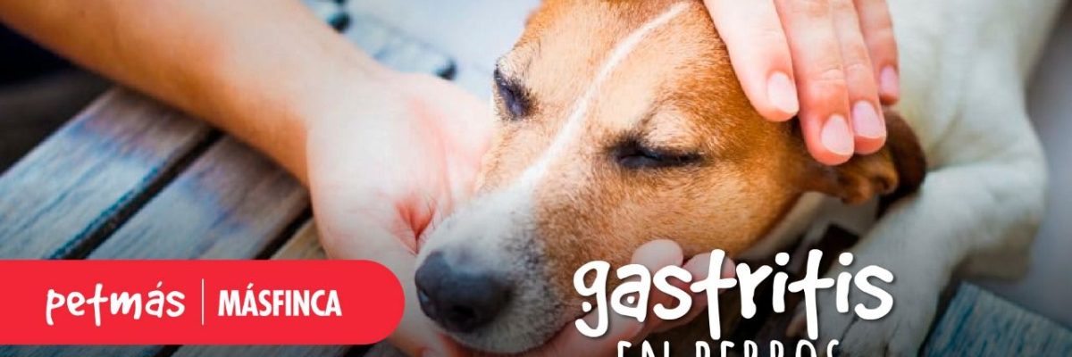 GASTRISTIS EN PERROS