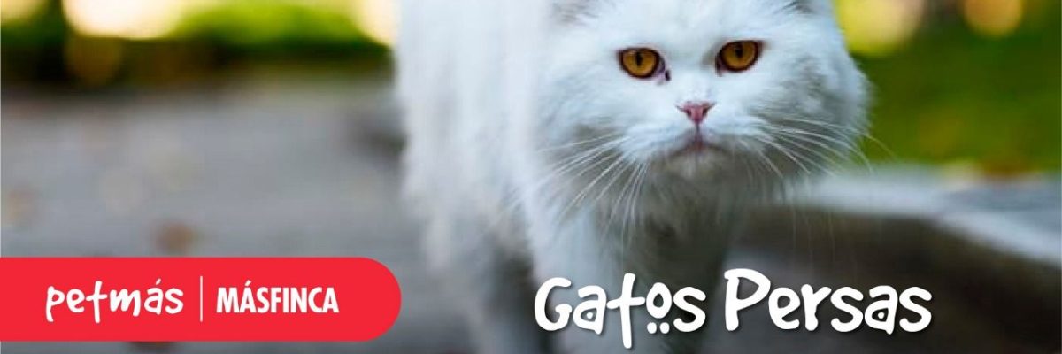 GATOS PERSAS