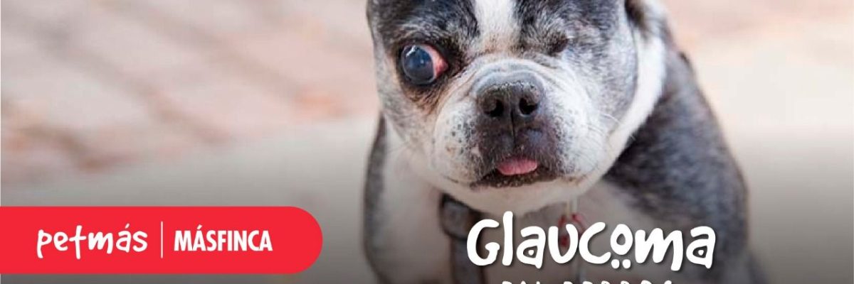 GLAUCOMA EN PERROS