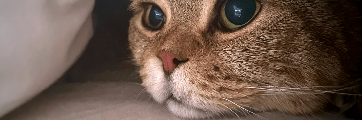 Imagenes-Blog_Gato_Polvora