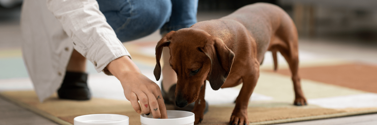 LA-IMPORTANCIA-DE-LA-ALIMENTACIÓN-DE-LAS-MASCOTAS (1)