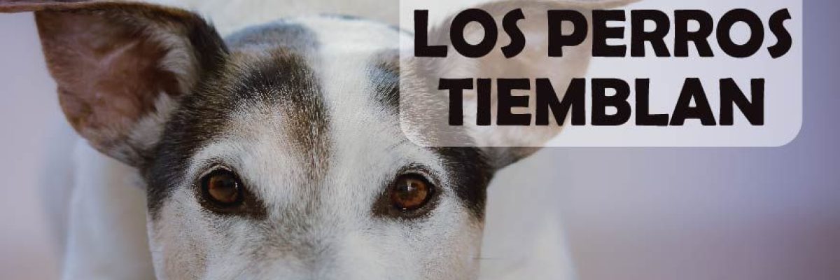 Los perros tiemblan