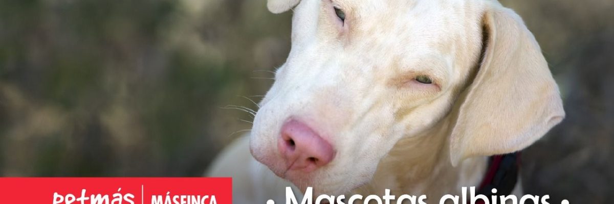 MASCOTAS ALBINAS