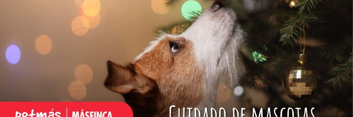 MASCOTAS Y NAVIDAD