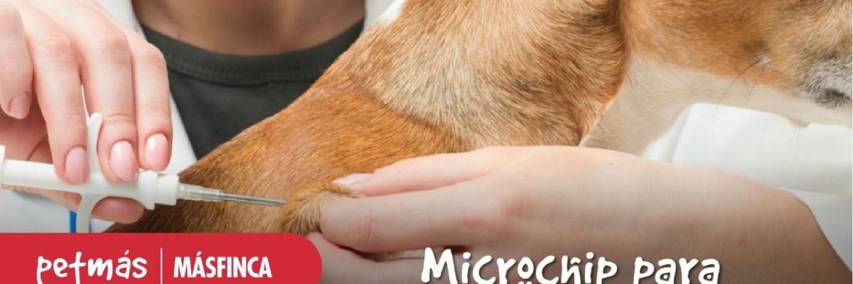 MICROCHIP-MASCOTAS