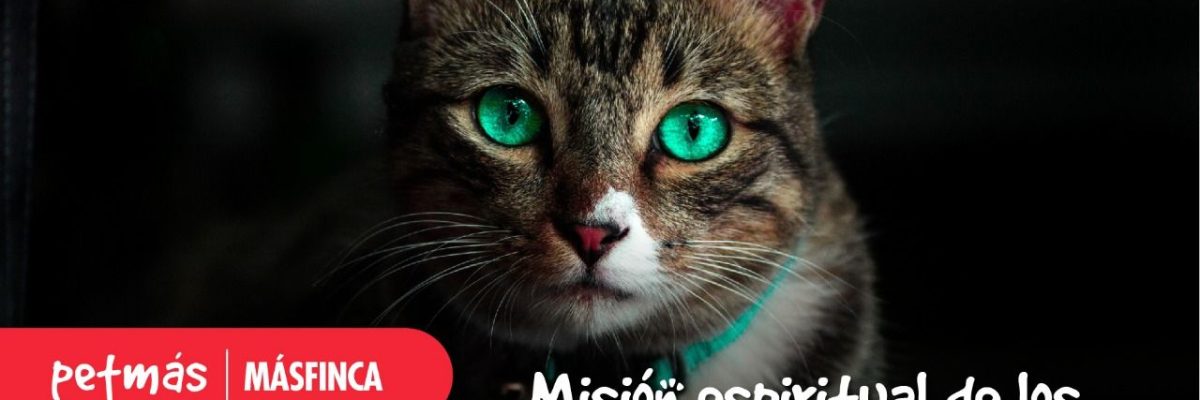 MISIÓN ESPIRITUAL DE LOS GATOS