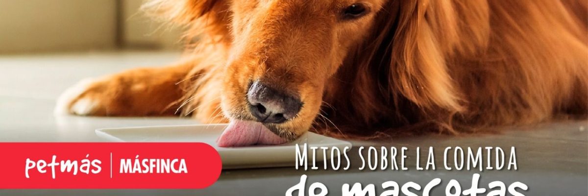 MITOS SOBRE LA COMIDA DE MASCOTAS