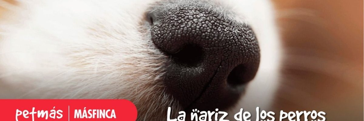 NARIZ-PERRO