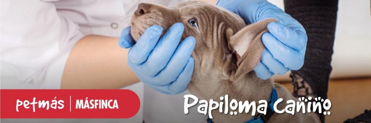 PAPILOMA CANINO