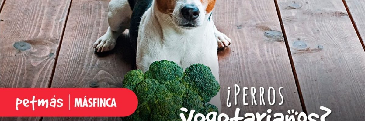 PERROS VEGETARIANOS