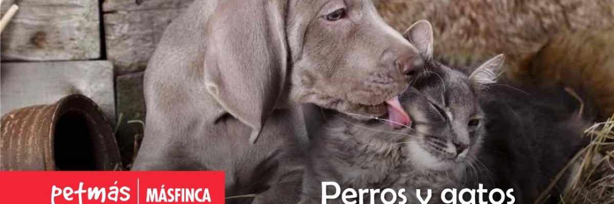 PERROS Y GATOS BUENOS AMIGOS