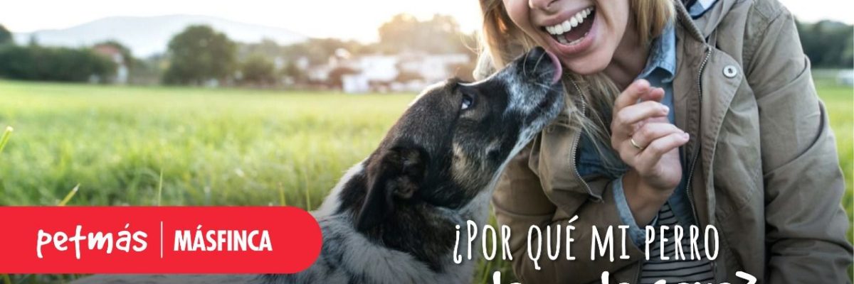 POR QUÉ LOS PERROS NOS LAMEN LA CARA