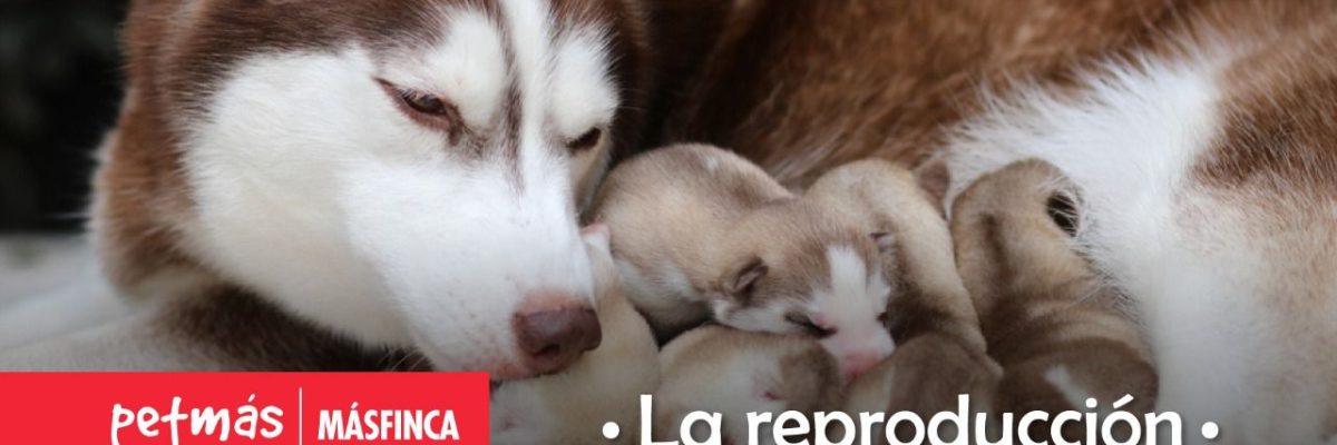 REPRODUCCIÓN MASCOTAS