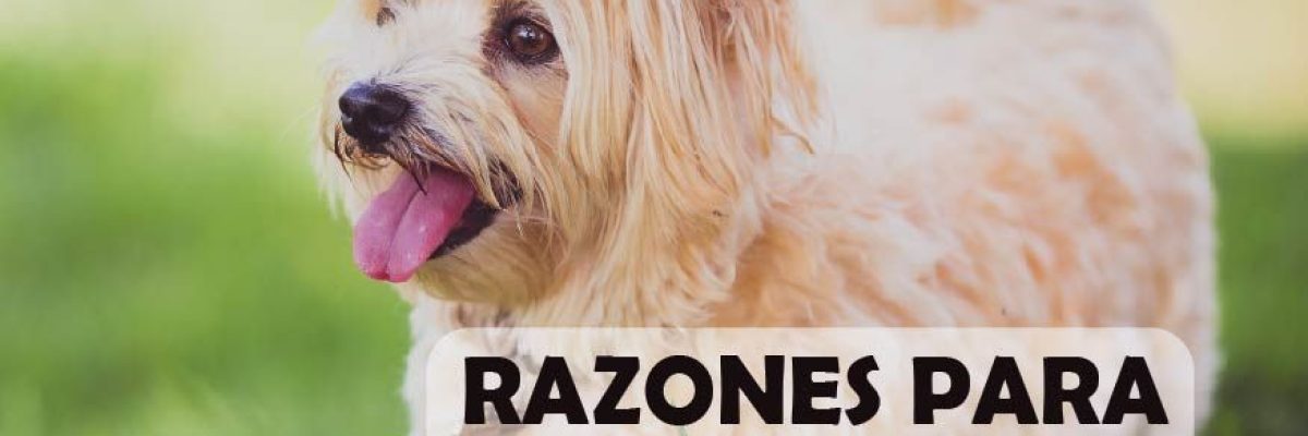 Razones pra esterilizarlos-01