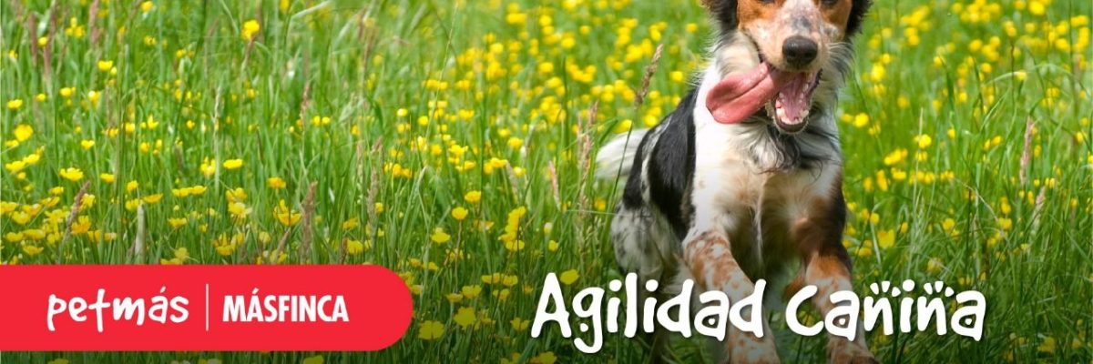 agility canino