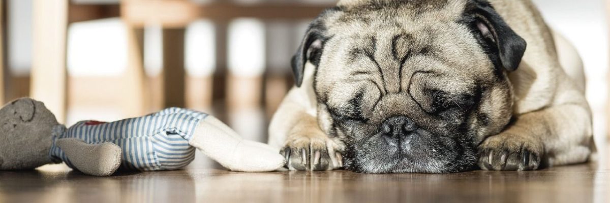 qué sueñan los perros